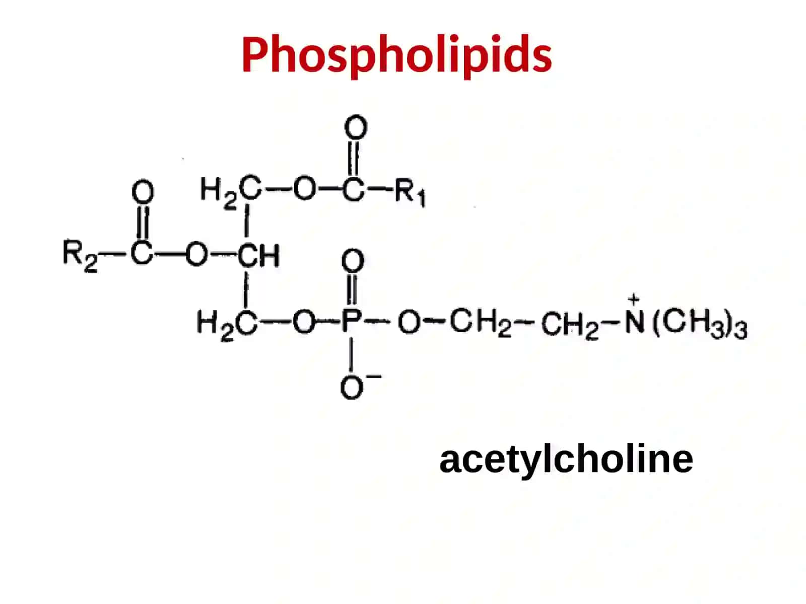 Fats (Triacylglycerols) 3