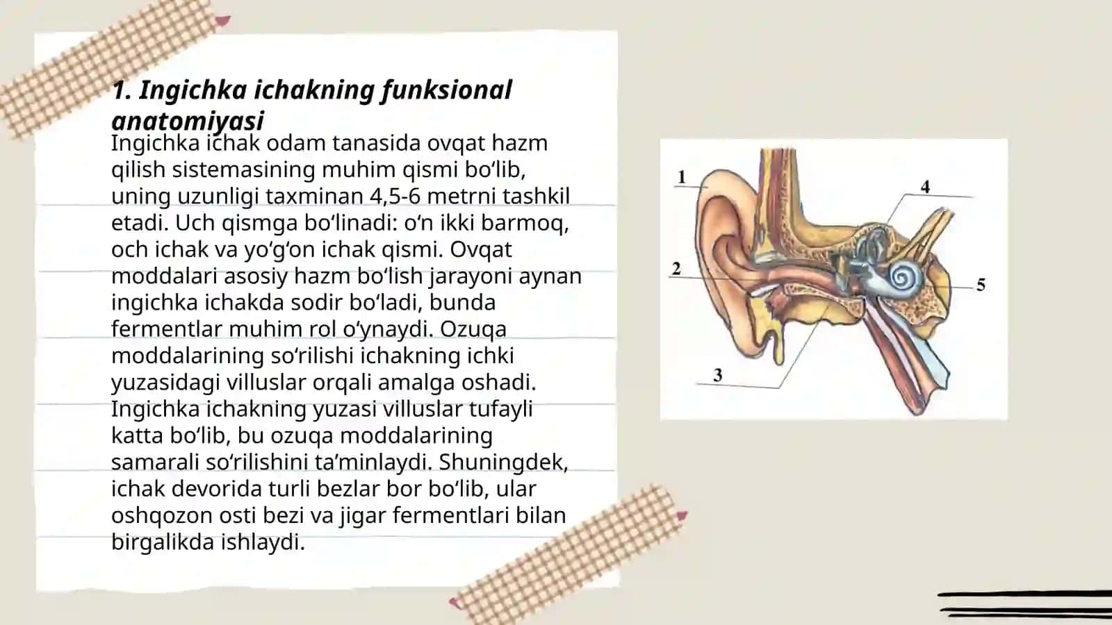 Ingichka va yugʻon ichaklarning funksional va kilnik anatomiyasi 3