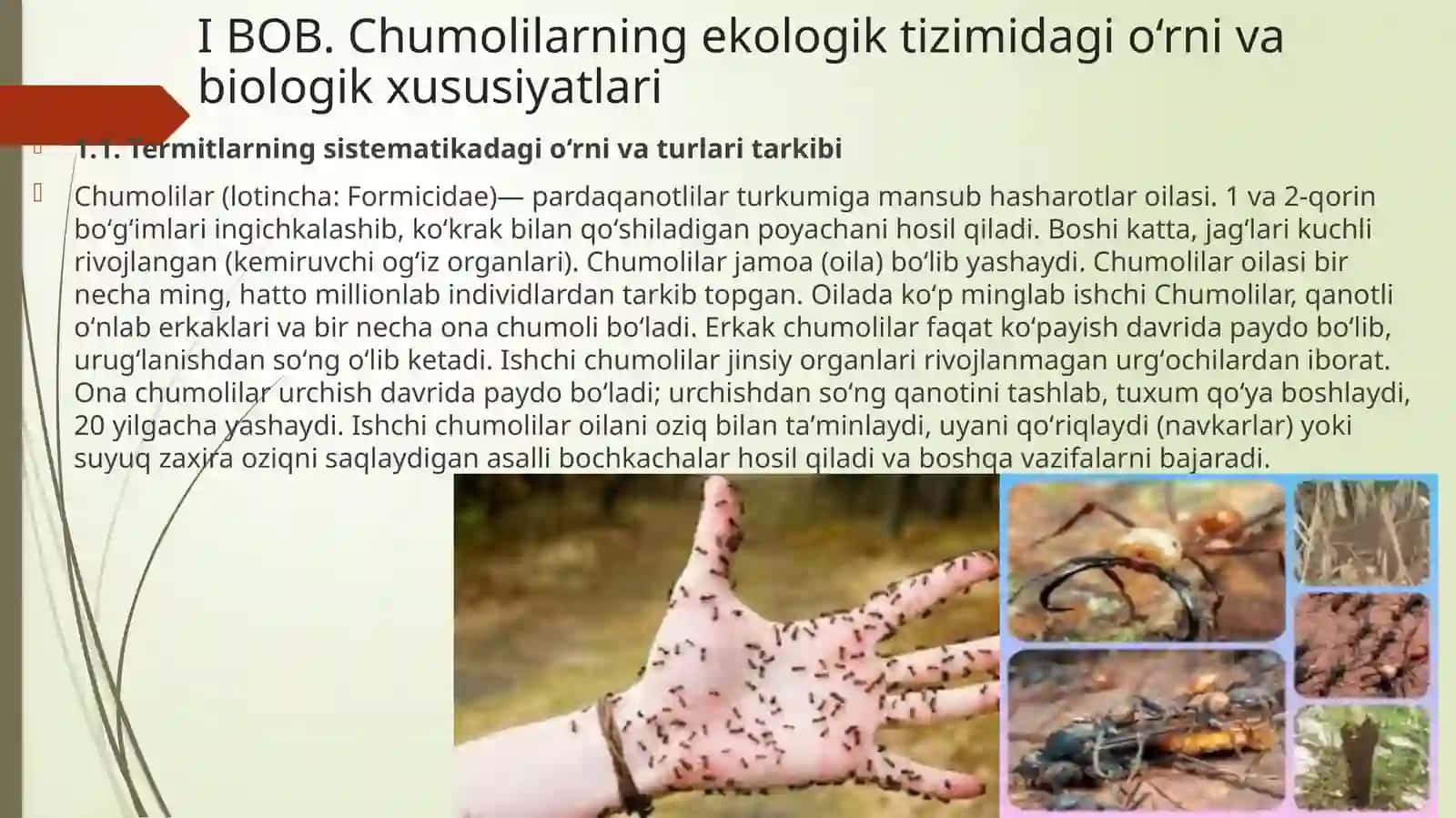 Chumolilar va ularning tabiatda va inson hayotidagi ahamiyati 3