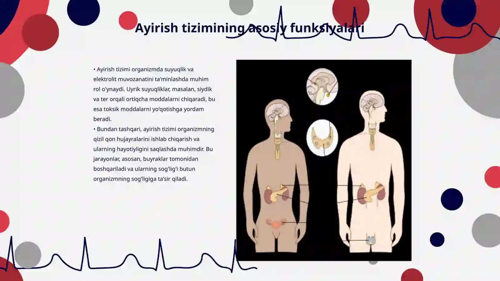 Ayirish va ichki sekretsiya bezlari 3