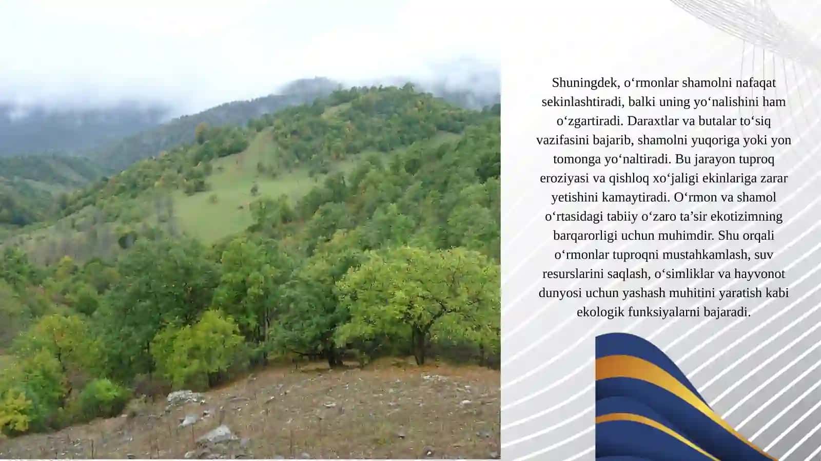 O'rmoning shamolga ta'siri 3