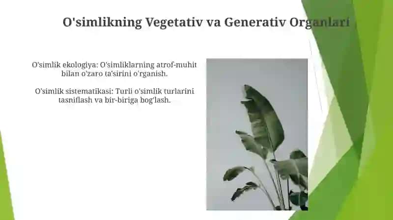 O'simlikning Vegetativ va Generativ Organlari 3