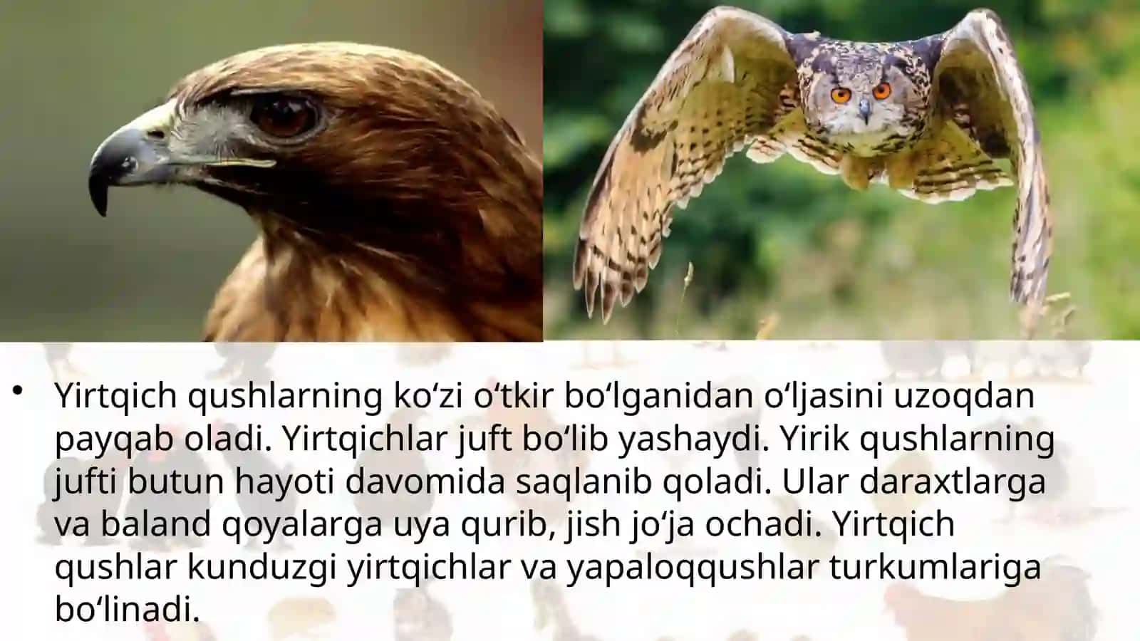 7-sinf Zoologiya 'Yirtqich qushlar' ko'rgazma 3