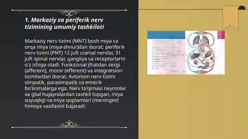 Inson nerv tizimi va anatomiyasi va fiziologiyasi 3