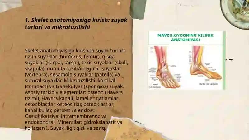 Skelet anatomiyasi.Bosh suyagi anatomiyasi,chanoq,qo’l va oyoq anatomiyasi 3