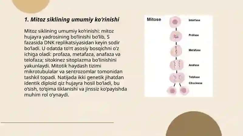Mitoz sikli 3