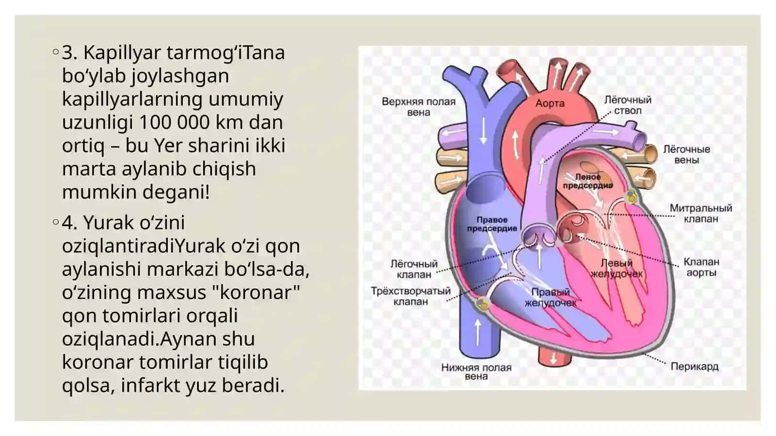 Yurak qon tomirlari fiziologiyasi 3