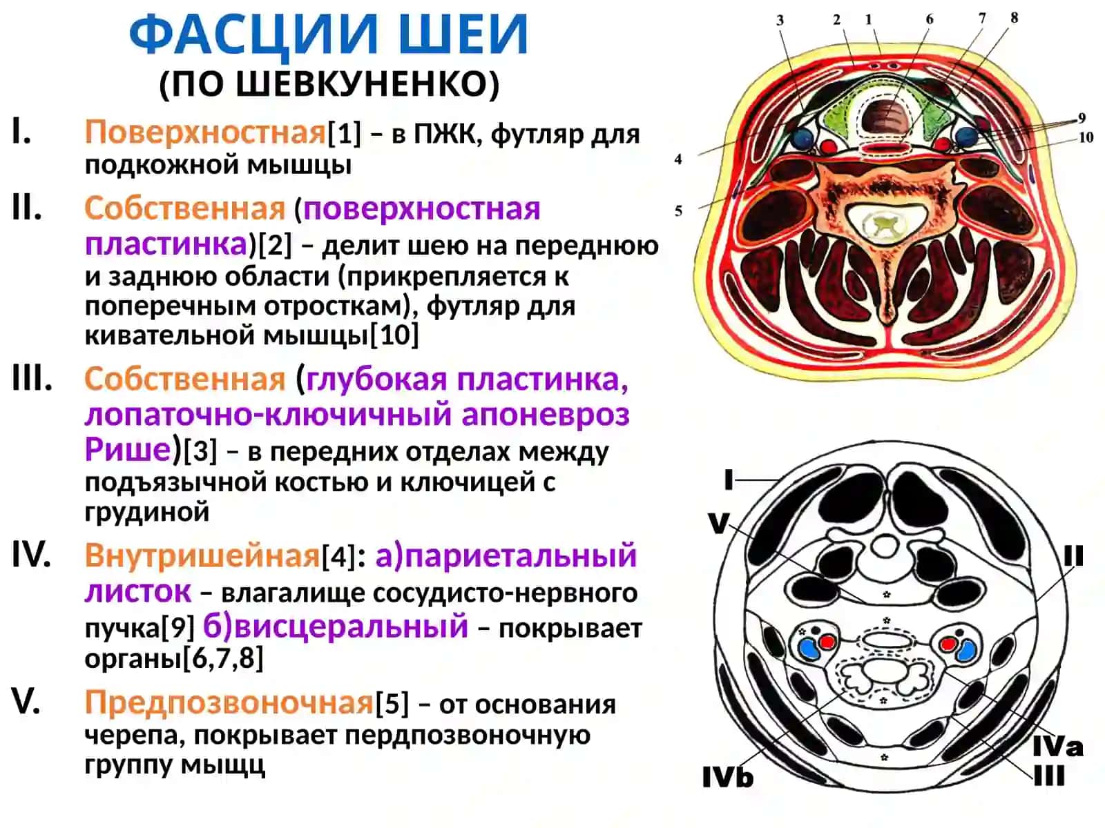 Клиническая анатомия и оперативная хирургия шейной области 3