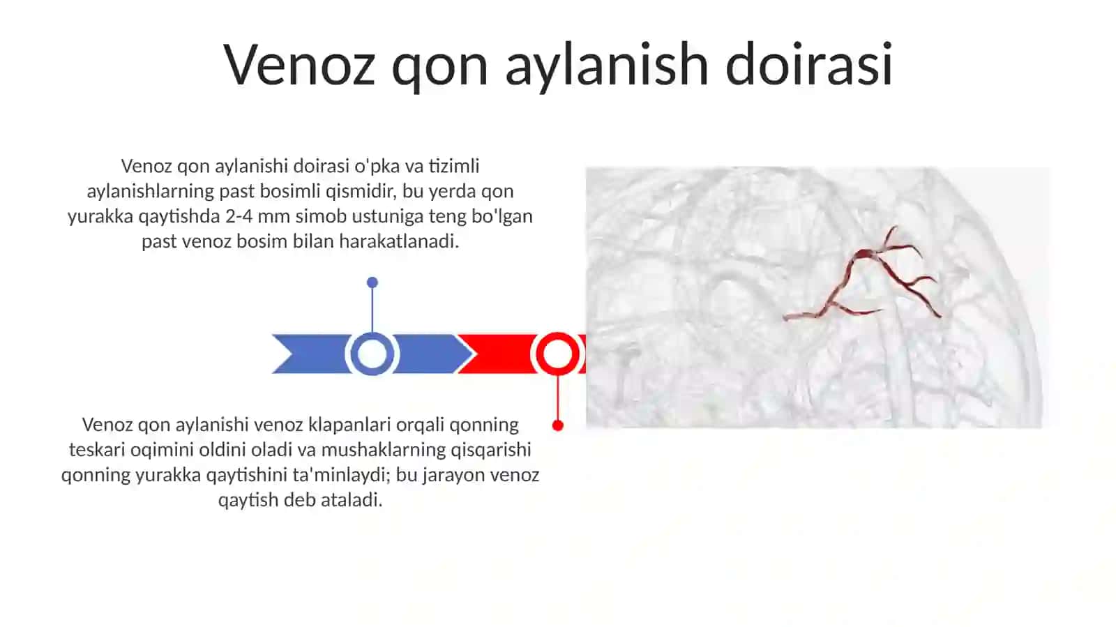 Qon tomir tizimi haqidagi ta'limot 3