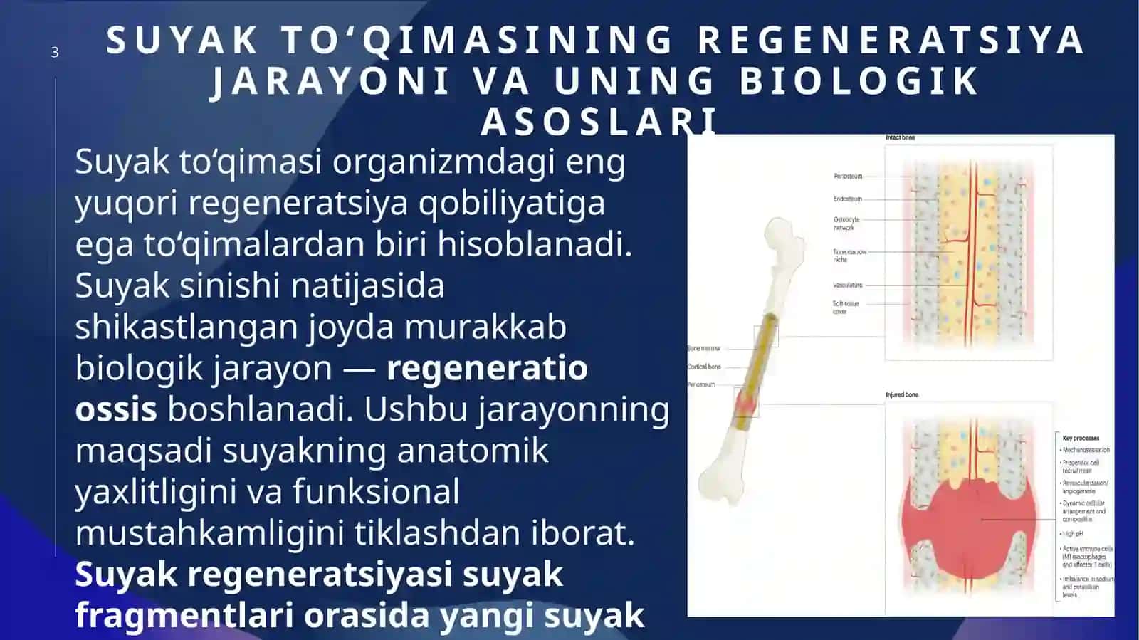 Suyakto‘qimasining regeneratsiyasinistimulyatsiya qilish 3