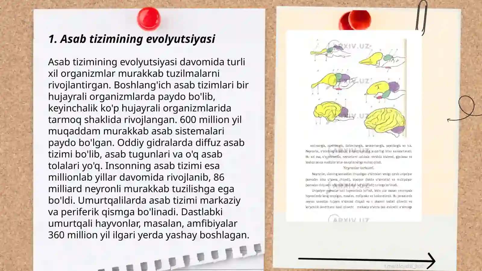 Asab tizimining evolyutsiyasi 3