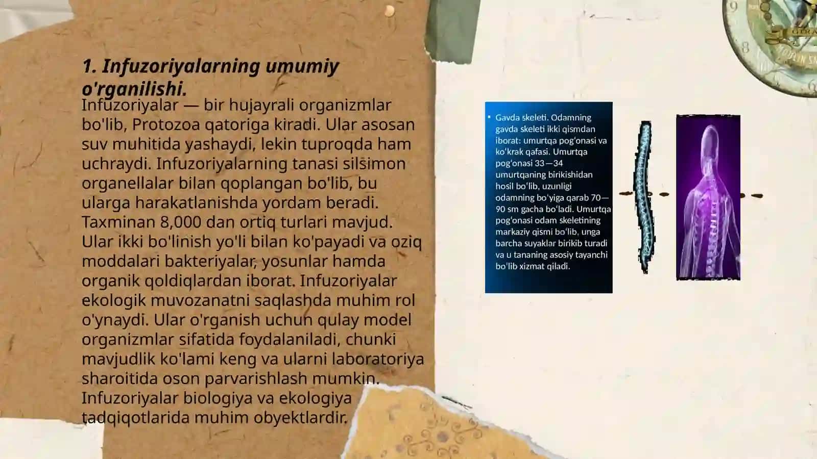 Infuzoriyalar. Morfologik va fiziologik xususiyatlari 3