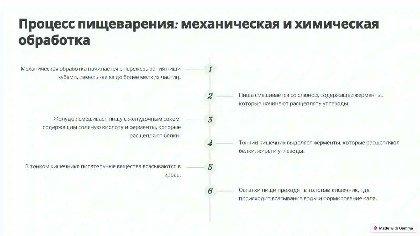 Система пищеварения: детальное описание 3
