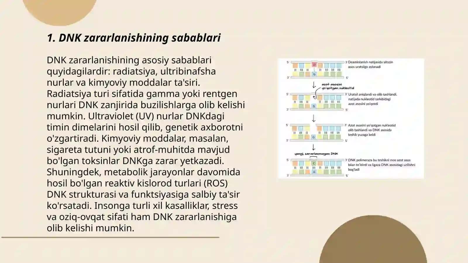 DNK Reparatsiyasi 3