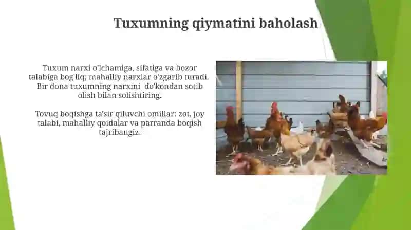 Tuxumning qiymatini baholash 3
