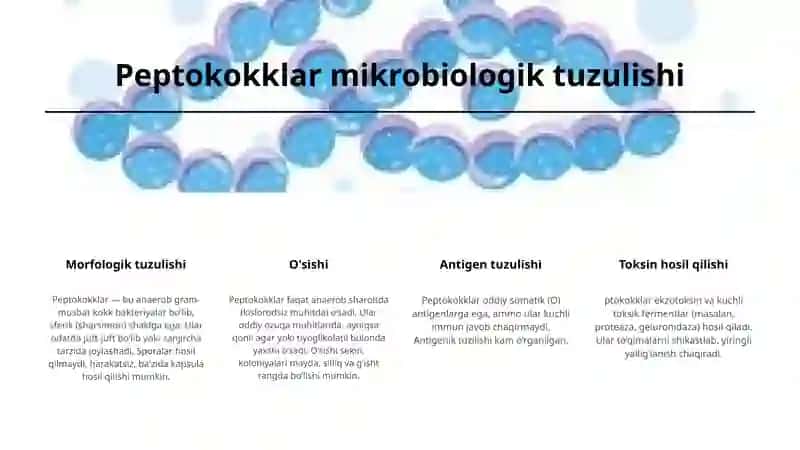 Shartli patogen anaerob kokklarni(peptokkoklar,peptostreptokkoklar,veylonellalar)xirurgik va ginekologik kasaliklaridagi axamiyati 3