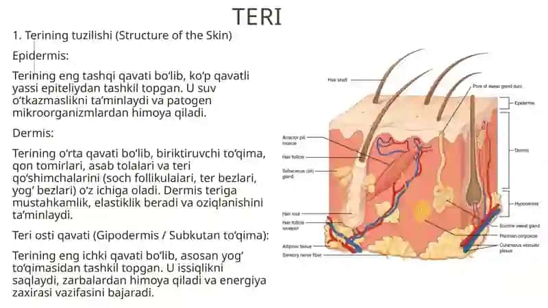 TOSHKENT DAVLAT TIBBIYOT UNIVERSITETI1-DAVOLASH ISHI 211-A GURUH TALABASIIZZATILLAYEVA YULDUZNINGANATOMIYA FANIDANMUSTAQIL ISHI 3