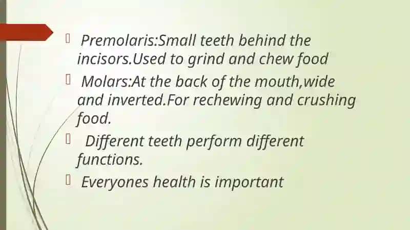 Types of Teeth 3