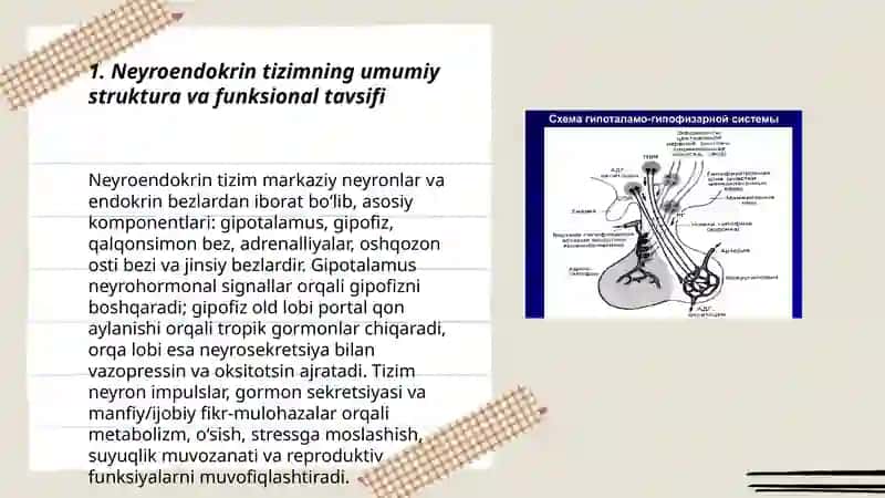 Neyroendokring tizimning struktur funksional tavsifi 3