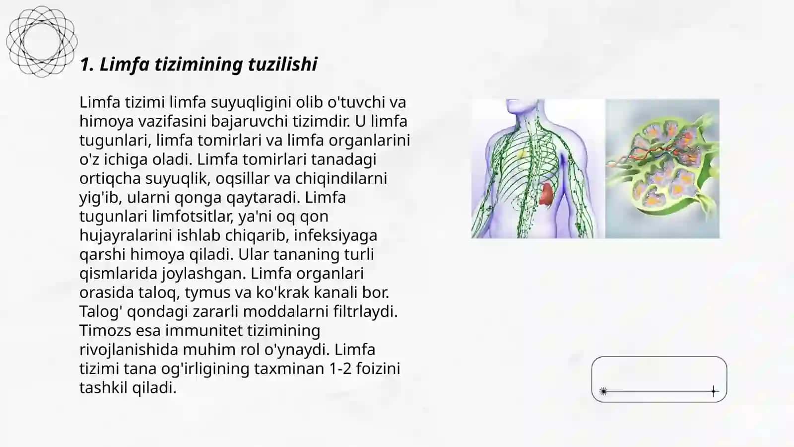 Limfa sistemasi 3