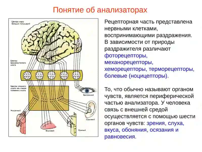 Презентация по теме Органзрения 3