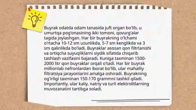 Buyrak siydik yoli va siydik pufagining tuzilishi 3