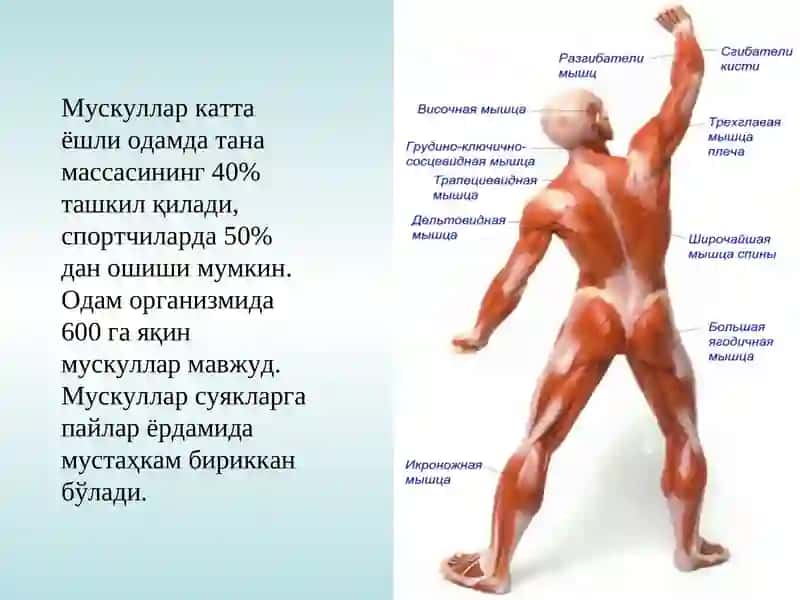 МУСКУЛТИЗИМИНИНГУМУМИЙ ФИЗИОЛОГИЯСИ 3