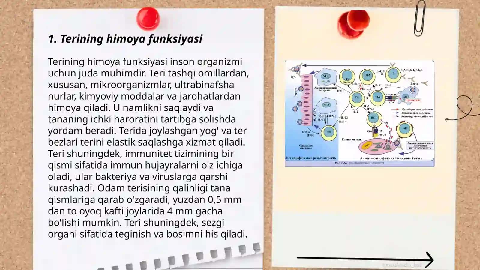 Organizmning nospesifik himoya mexanizmi 3