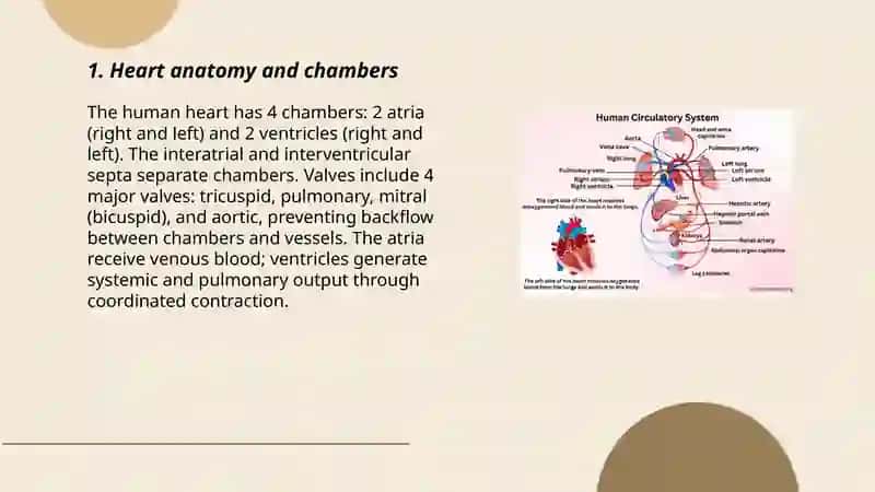Circulatory system 3