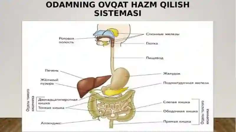 ovqat hazm qilish sistemasi. jigar. meʼda osti bezi gistologiyasi 3
