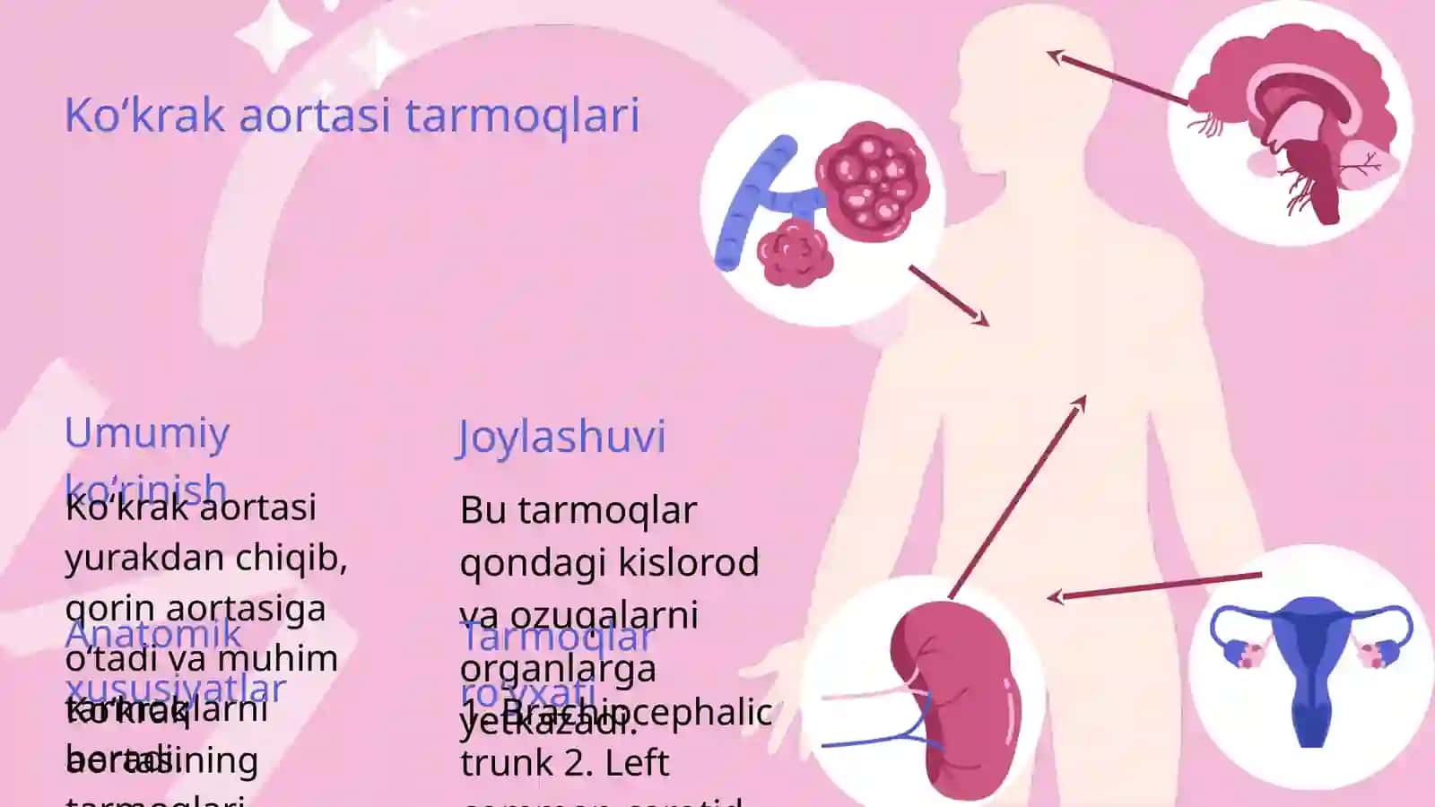 Koʻkrak aortasi qorin aortasining juft tarmoqlari haqida 3