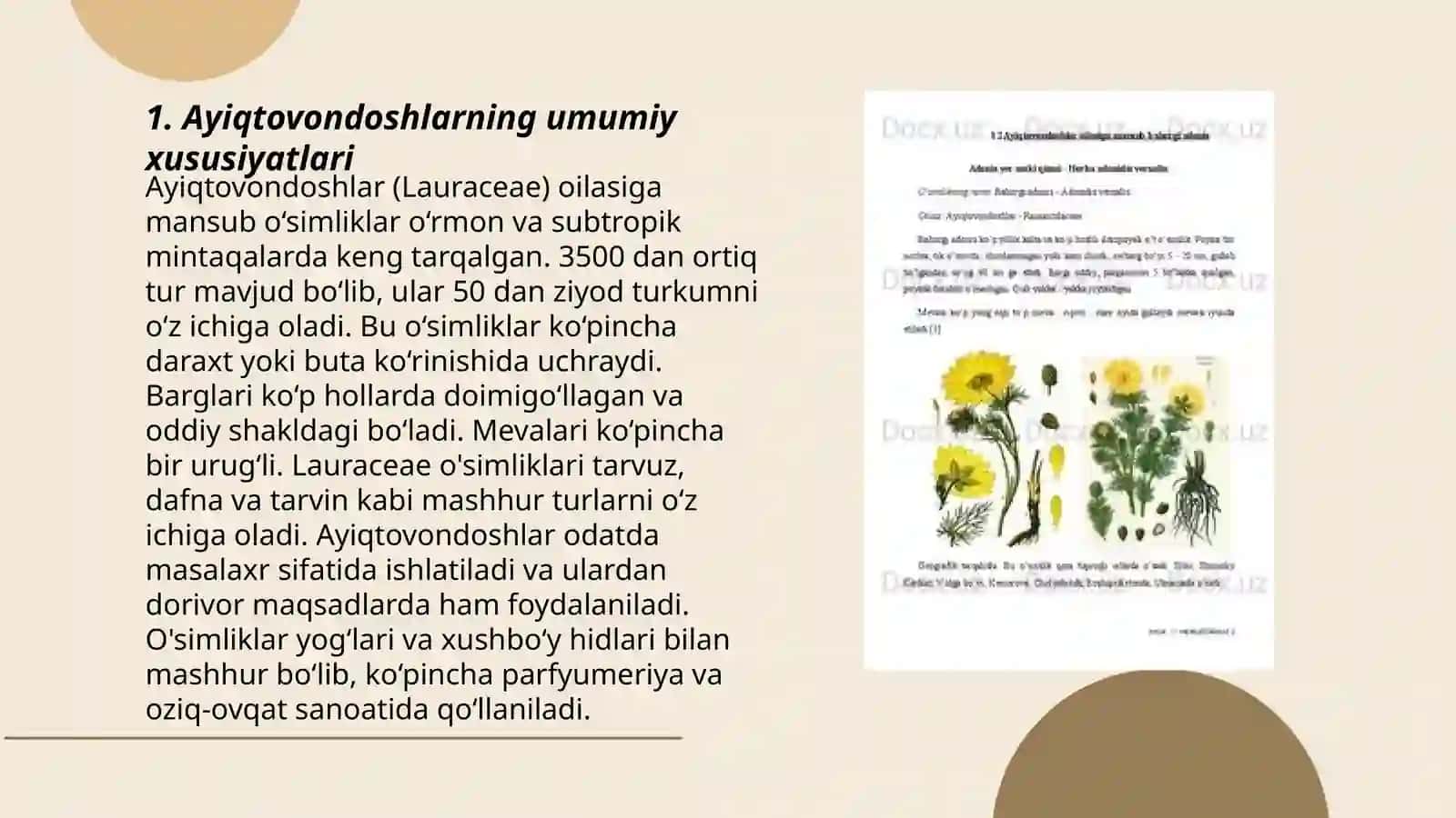 Ayiqtovondoshlar oilasi 3
