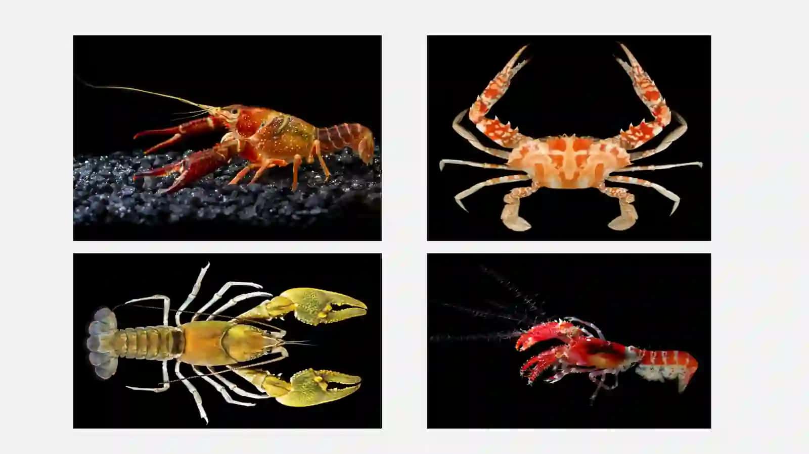 Qisqichbaqasimonlar(crustacea)kenjatipi 3