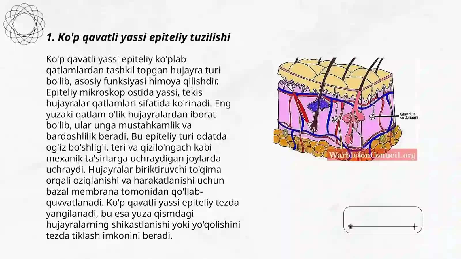 Ko'p qavatli muguzlanmaydigan yassi epiteliyning qavatlarini tahlil qilish 3