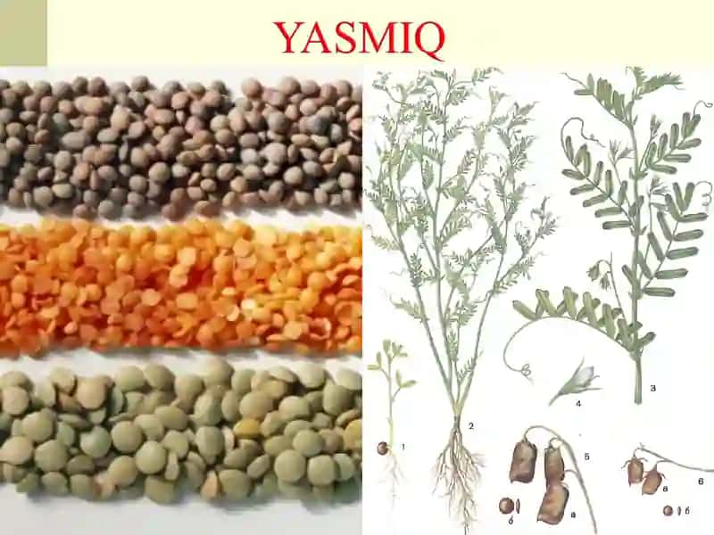 Don-dukkakli ekinlarning ahamiyati va biologik azot 3