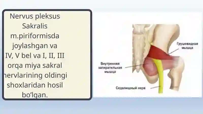 TOS ORGANLARI INNERVATSIYASI VA BUZILISH SINDROMLARI 3