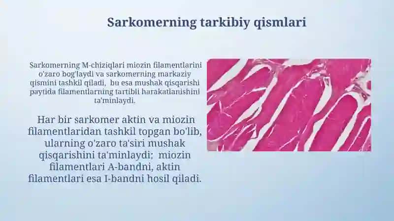 Mushuk qisqarish mexanizmining morfologik asoslari 3