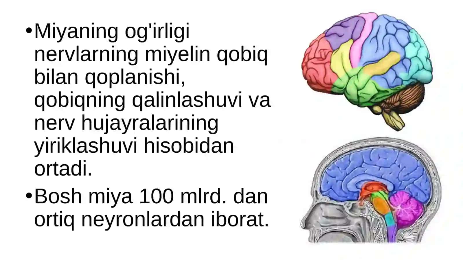 Boshmiyaningtuzilishivafunksiyasi 3