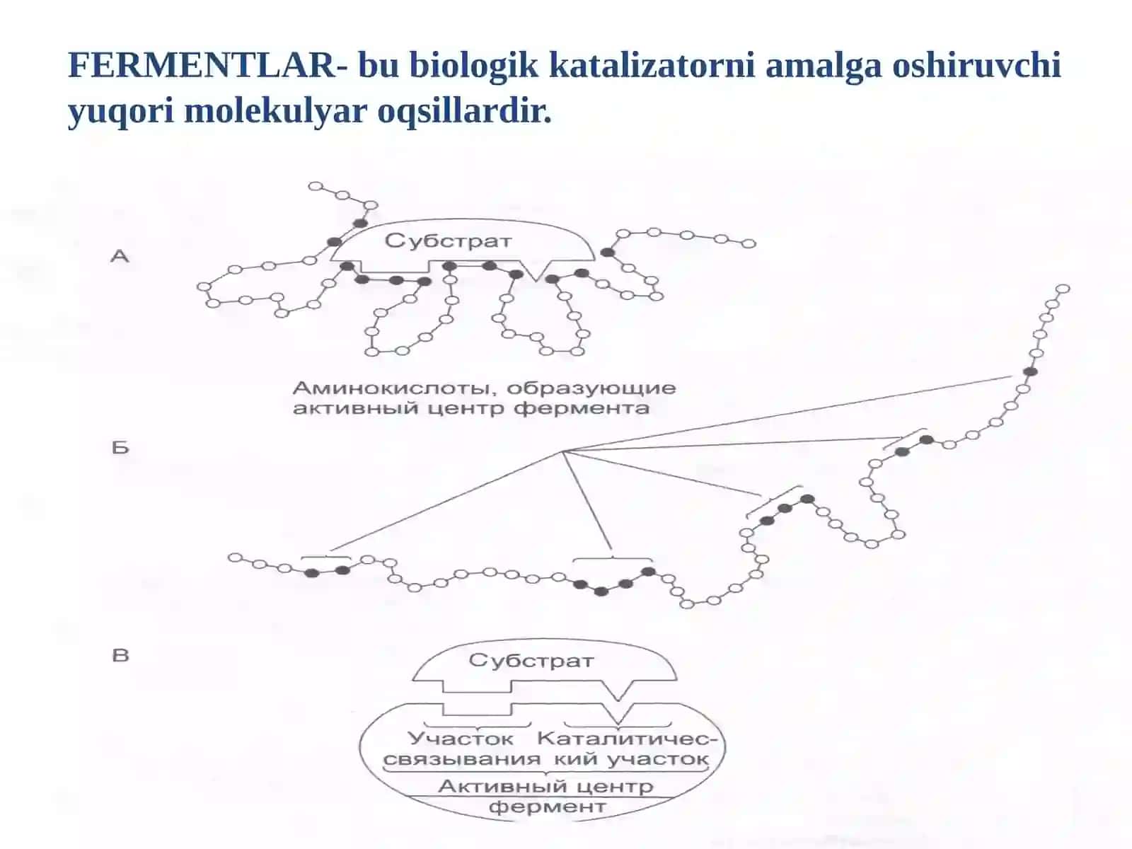 FERMENTLARNING TUZILISHI, XUSUSIYATLARI 3
