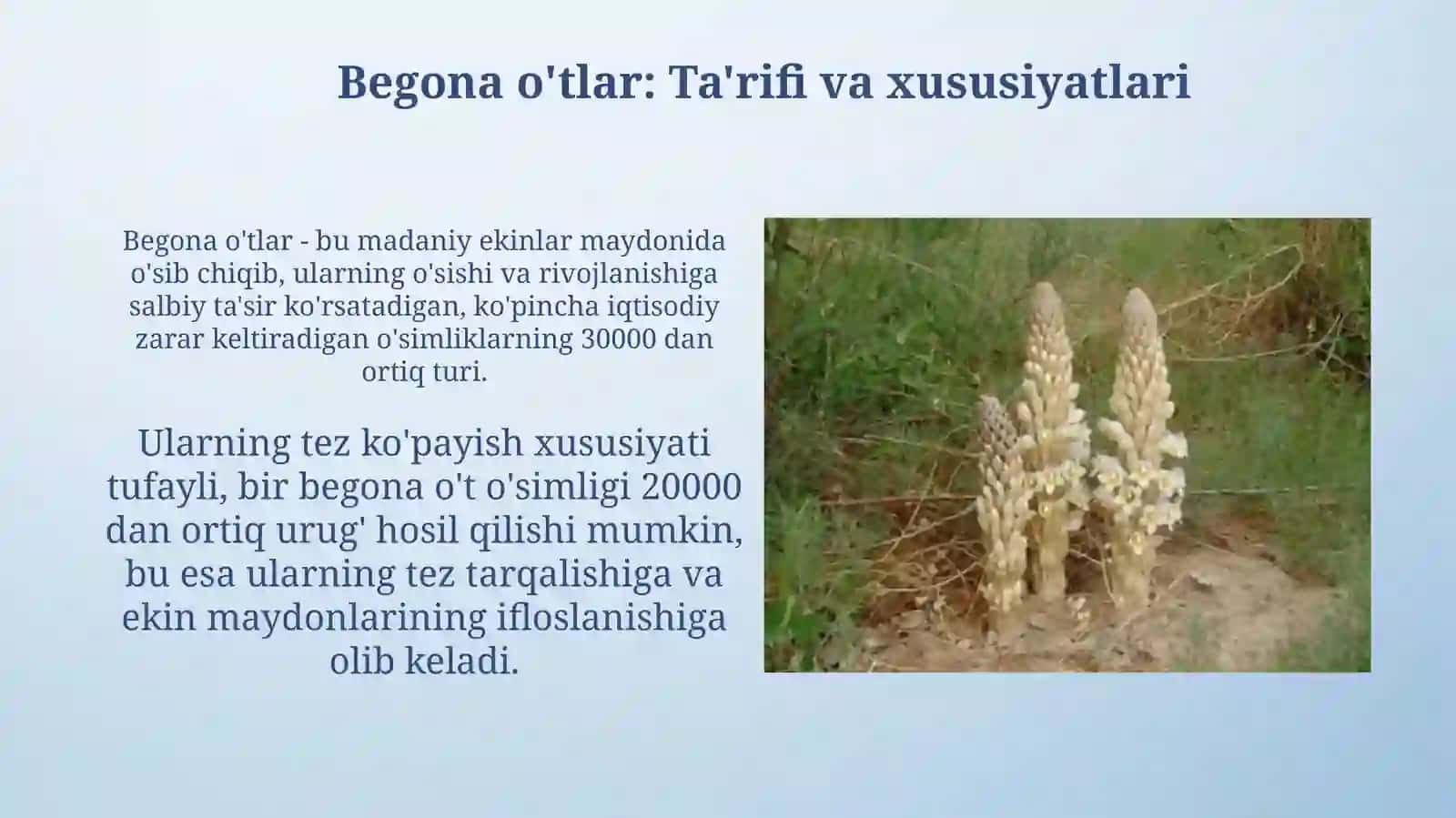 Begona oʻtlar va ularga qarshi kurash choralari 3