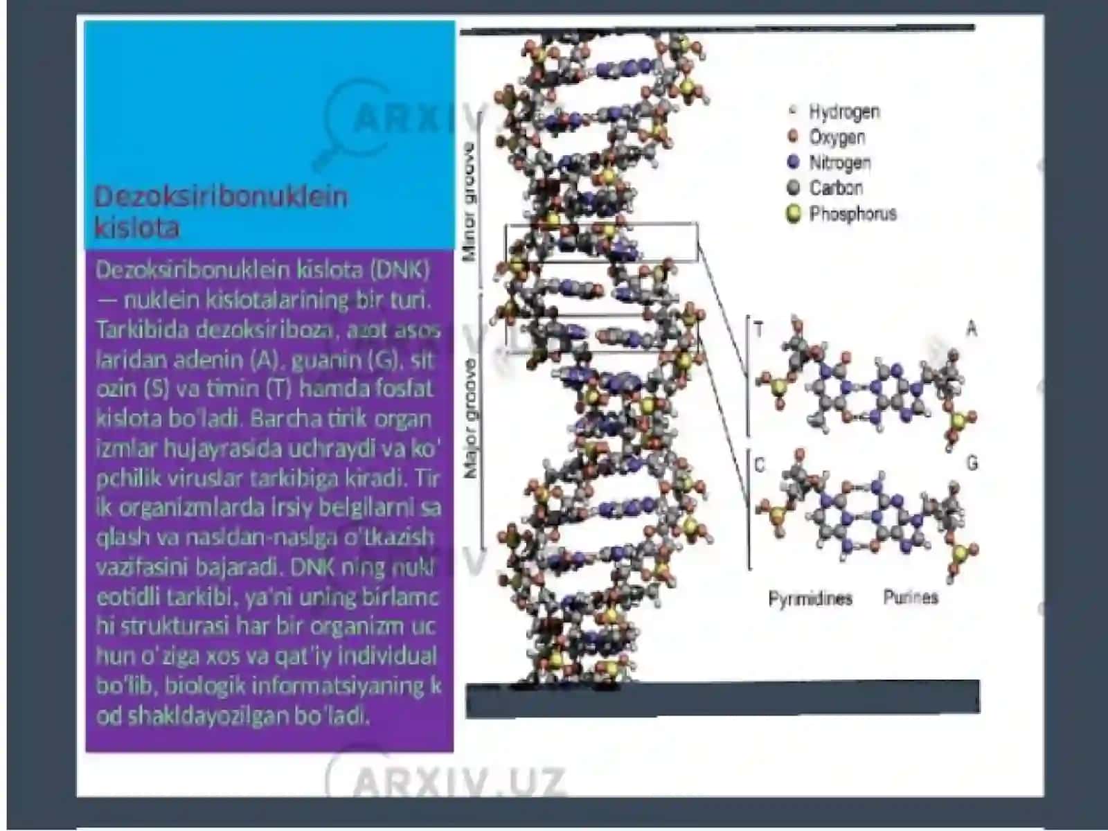 DNK va RNK ning tuzilishi 3