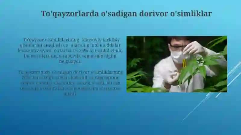 To'qayzorlarda tarqalgan dorivor o'simliklarni yetishtirish texnologiyasi 3