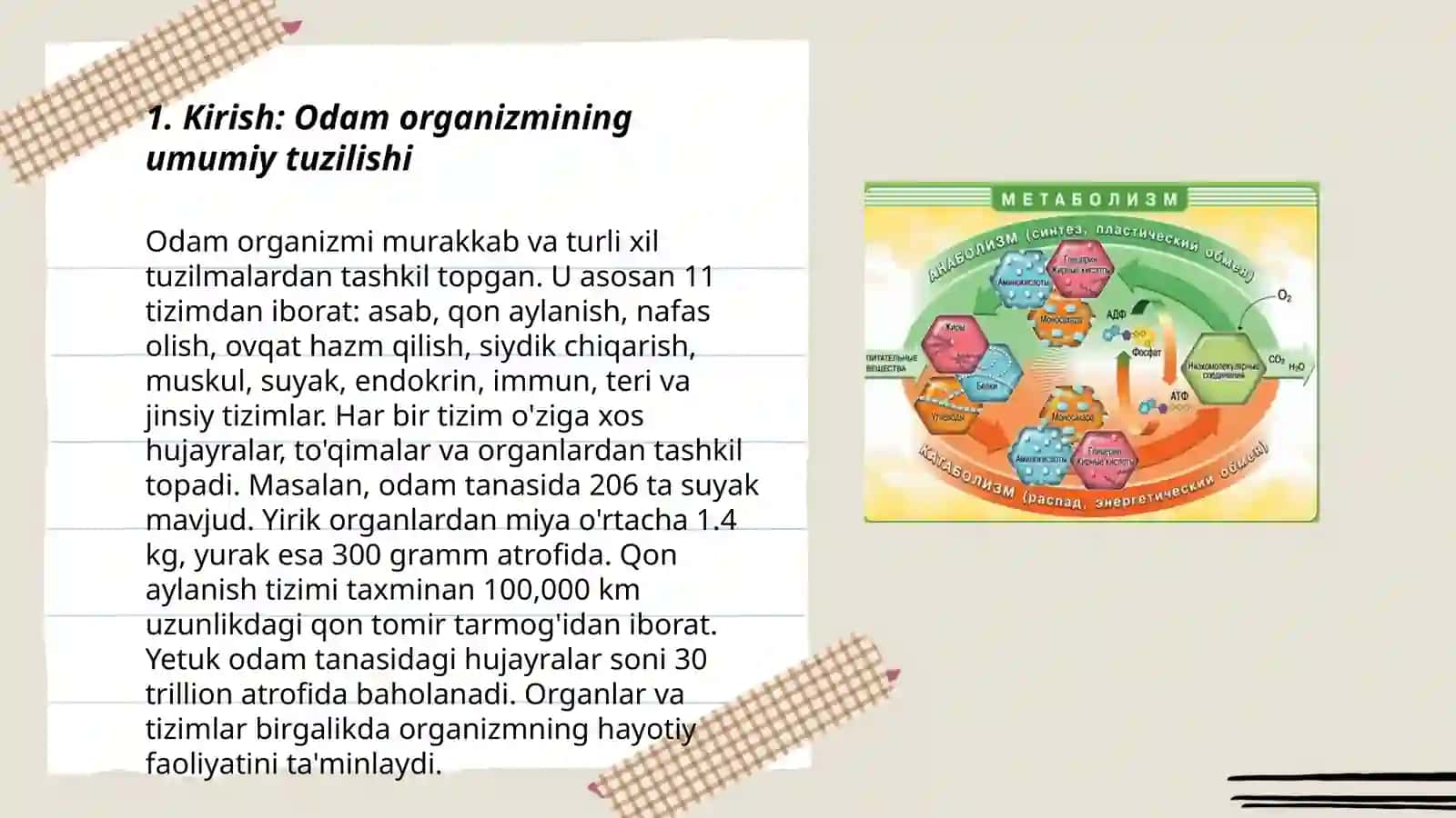 Odam anatomiya va fiziologiyasi 3