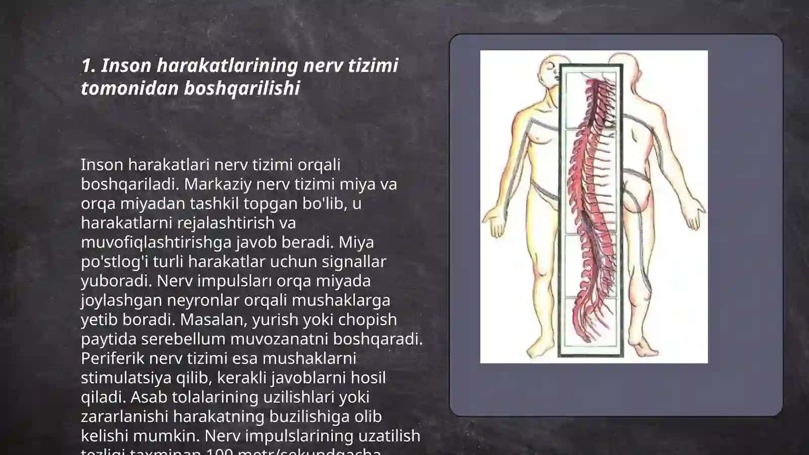 Inson Harakatni boshqarish markaziy apparati 3