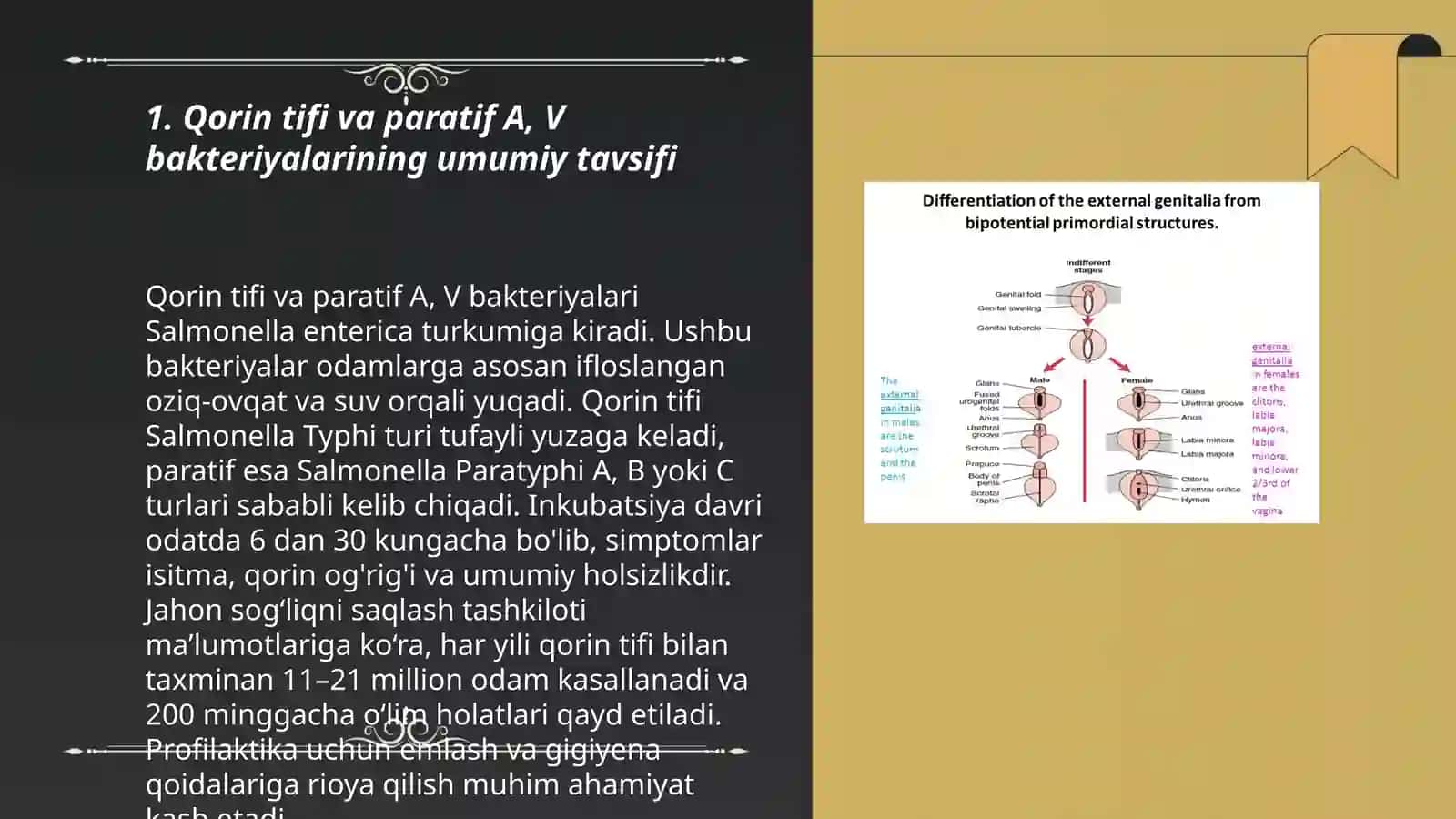 Qorin tifi va paratif A, V bakteriyalarini o'rganish 3