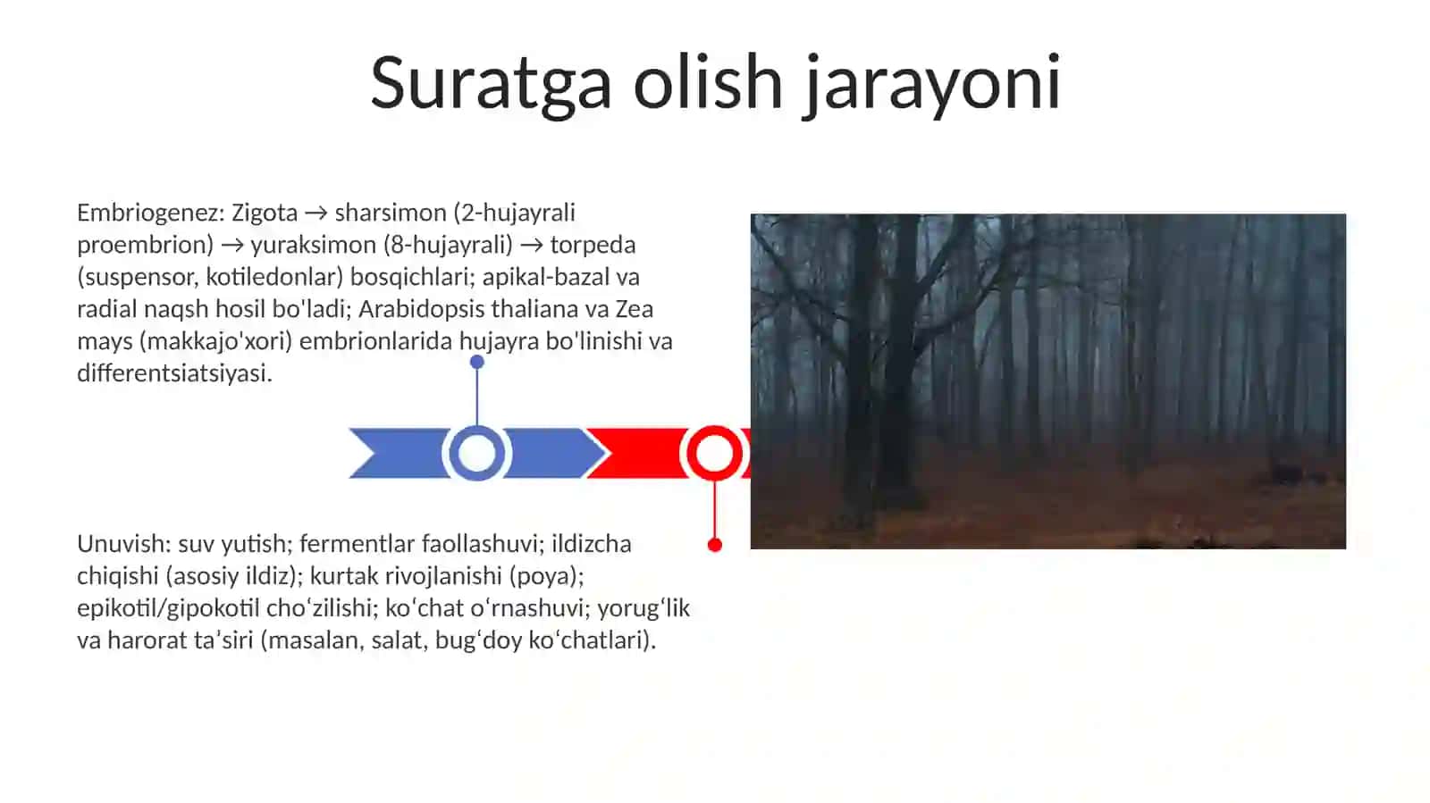 Yuksak o’simliklarning ontogenez bosqichlari 3