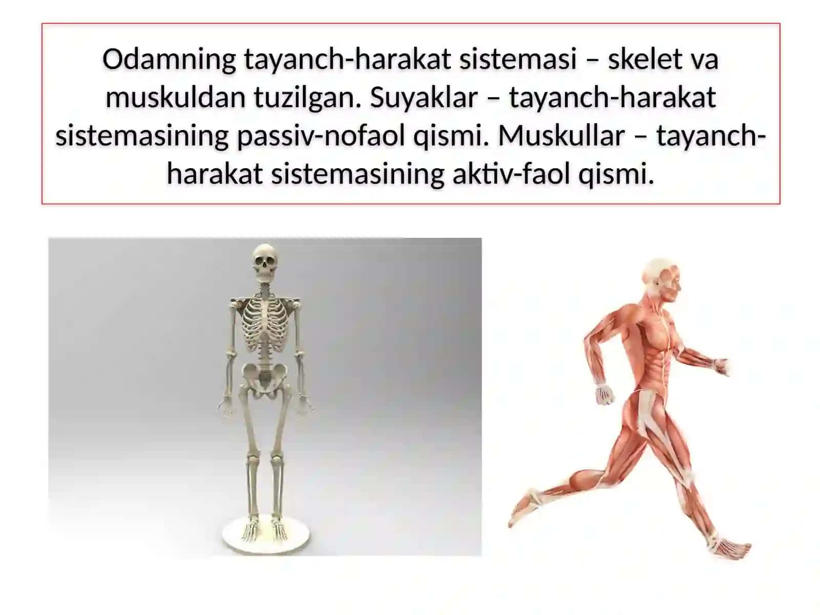 ODAMNING TAYANCH-HARAKAT SISTEMASI 3
