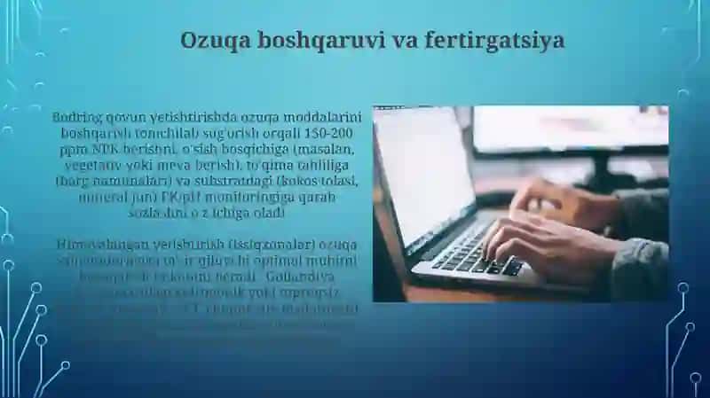 Tuproqli issiqxonalarda bodringni yetishtirish texnologiyasi 3