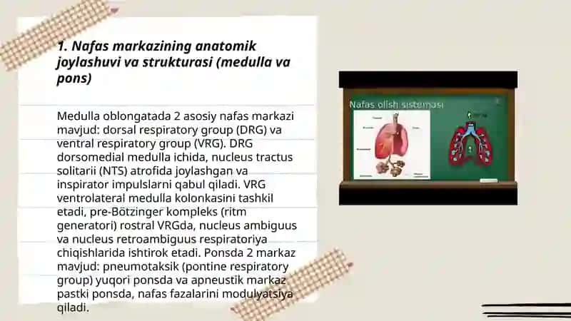 Nafas markazining nerviy boshqarilishi 3