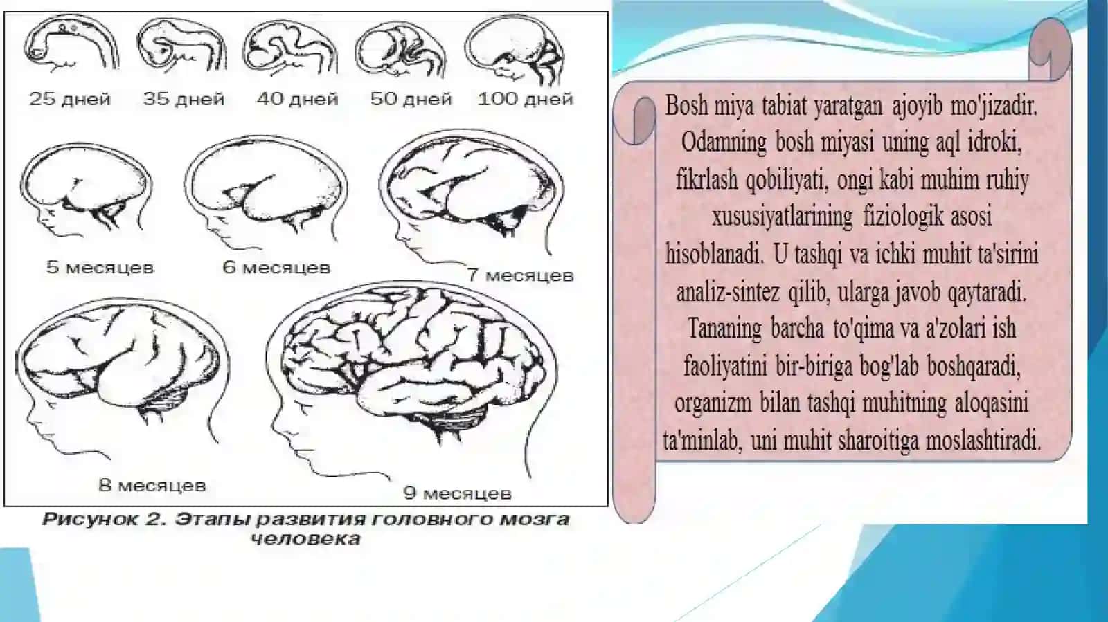 Bolalarda  bosh miyaning morfologik va funksional xususiyatlari .Tug’ilgandan keyin  markaziy asab tizimining o’sishi va differtsirovkasi ,mielenizatsya jarayoni ,asab tizimining har xil  bo’limlari rivojlanish 3